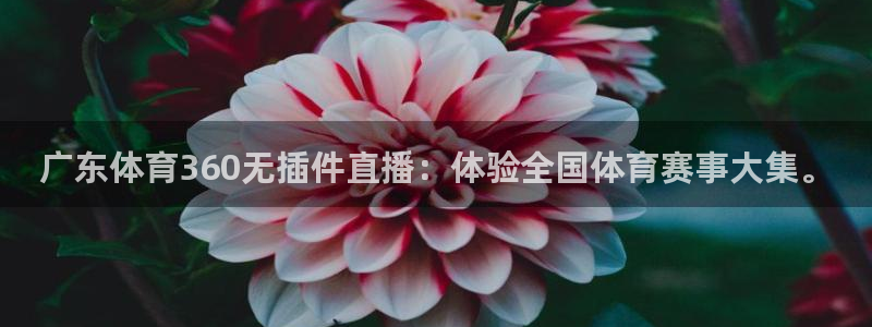 广东体育360无插件直播：体验全国体育赛事大集。