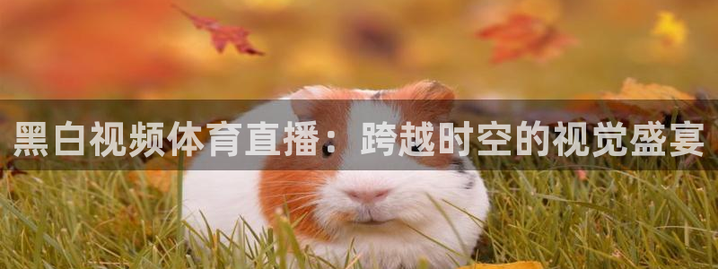 黑白视频体育直播：跨越时空的视觉盛宴