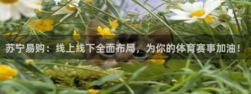 苏宁易购：线上线下全面布局，为你的体育赛事加油！